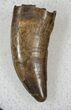 Nanotyrannus Tooth - South Dakota #16252-1